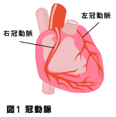 冠動脈